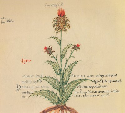 Porco Cardo, 1947 de Unbekannt