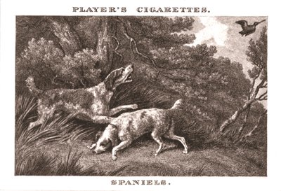Spaniel, 1924. de Unbekannt