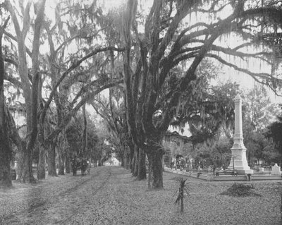 Musgo espanhol em Live Oaks, Savannah, Geórgia, EUA, c1900. de Unbekannt