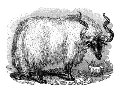 Ovelha espanhola, 1848 de Unbekannt