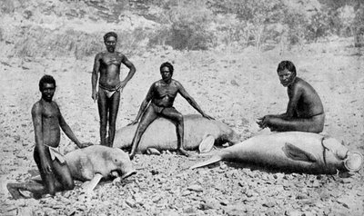 Peixe-boi lanças, noroeste da Austrália, 1922 de Unbekannt