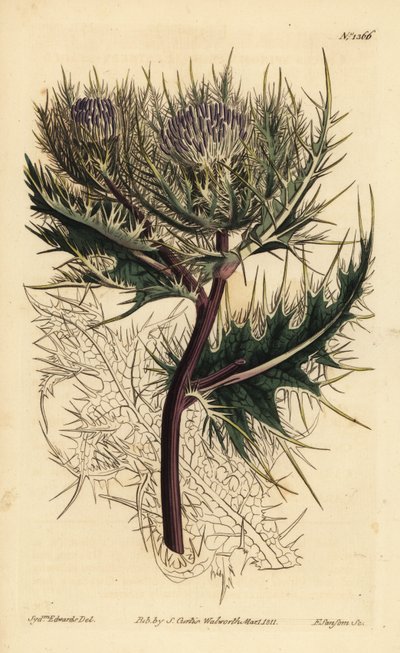 Spiniest thistle, Cirsium spinosissimum (Cnicus spinosissimus de cabeça emplumada, Cnicus spinosissimus) de Unbekannt