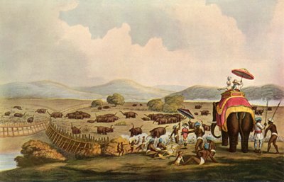 Esporte na Índia - dirigindo elefantes para um Keddah, c1808, 1901. de Unbekannt