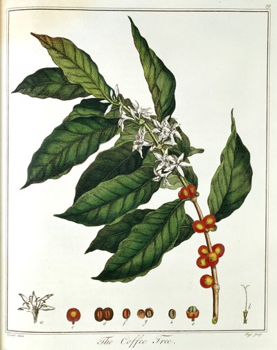Raminho de café Coffea arabica mostrando flores e grãos, 1798 de Unbekannt