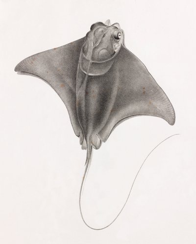 Stingray, vista de perto de cima de Unbekannt