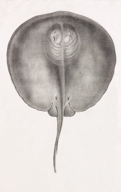 Stingray, vista frontal de perto de Unbekannt