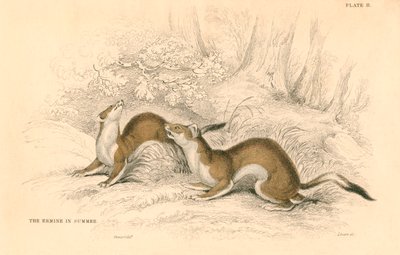 Stoat Mustela erminea, membro da família doninha, 1828 de Unbekannt