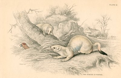 Stoat Mustela erminea, membro da família doninha, 1828 de Unbekannt