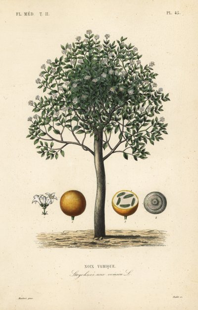 Estricnina, Nux vômica, Nux vômica, Noix vômica, Strychnos nux vômica, Strychnos vômica de Unbekannt