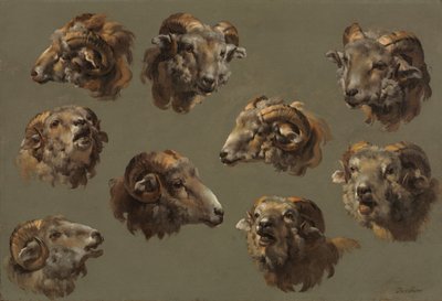 Estudos de Ram Heads, 1700. de Unbekannt