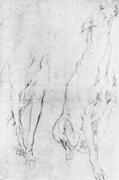Estudo para o galgo no retrato do Duque de Richmond, c1634 1900 de Unbekannt