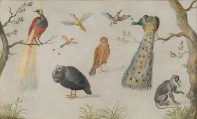 Estudo de pássaros e macacos, 16601670. de Unbekannt
