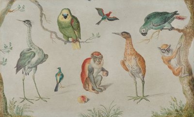 Estudo de pássaros e macacos, 16601670. de Unbekannt