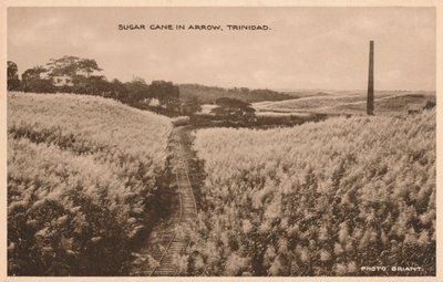Cana-de-açúcar em Arrow Trinidad, c1900 de Unbekannt