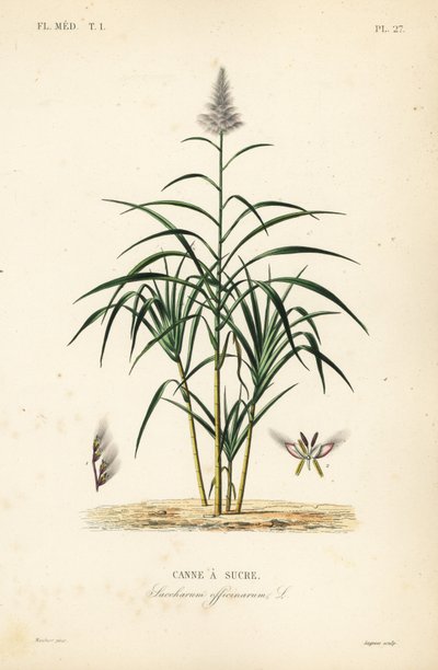 Sugarcane, Saccharum officinarum, Canne a sucre de Unbekannt