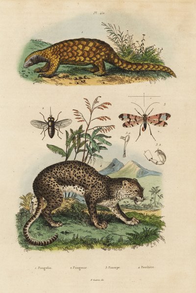 Sunda pangolin, Manis javanica, criticamente em perigo 1, leopardo, Panthera pardus 4, mosca cavalo, Tabanus rostratus 3, mosca escorpião, Panorpa communis 3 de Unbekannt