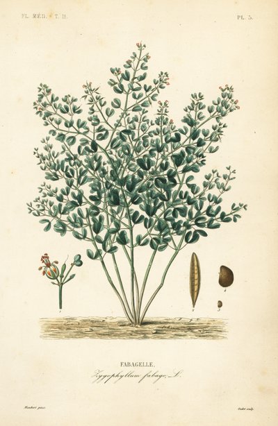Feijão-caper sírio, Zygophyllum fabago, Fabagelle de Unbekannt