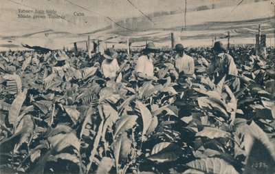 Tabaco sob toldo. Tabaco cultivado à sombra - Cuba, c1900 de Unbekannt