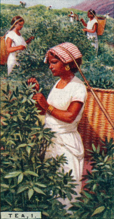 Chá, 1. - Arrancar as folhas, Ceilão, 1928 de Unbekannt