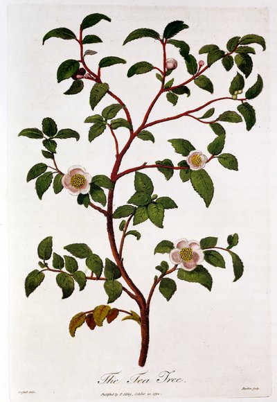 Chá: ramo de Camellia sinensis, 1798 de Unbekannt