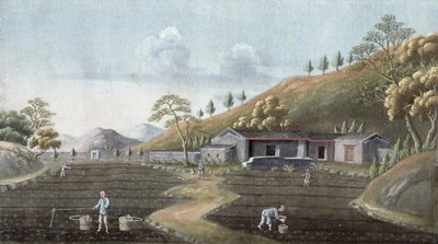 Plantação de chá, China, século XIX de Unbekannt