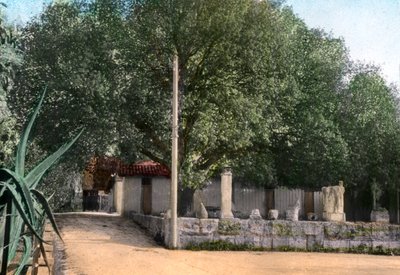 Árvore Terebinth, Hammam Meskoutine, Argélia de Unbekannt