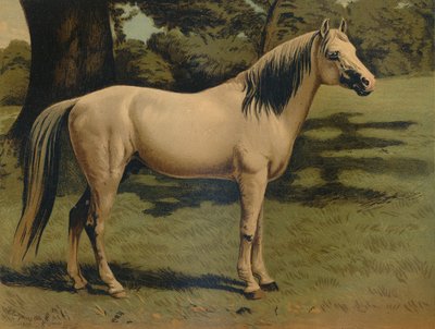 O carregador de pônei árabe do general Sir Hope Grant, c1879. de Unbekannt