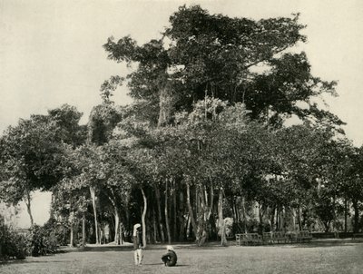 A árvore Banyan, Barrackpore, 1870, 1925. de Unbekannt