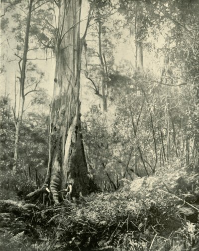 O Barão, uma árvore alta notável, 1901. de Unbekannt