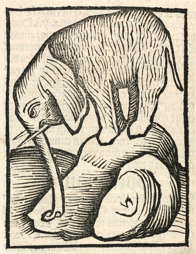 O Elefante de Unbekannt
