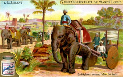 O elefante como animal de tração, c1900 de Unbekannt