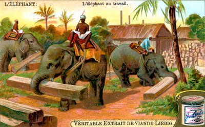 O elefante no trabalho, c1900 de Unbekannt