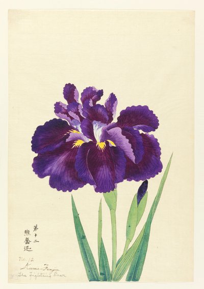 The Fighting Bear (Kuma Funjin), No. 12, ca. 1910 de Unbekannt