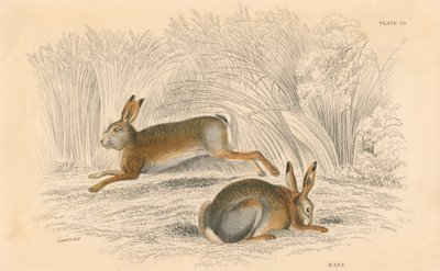 O Hare Lepus europaeus, 1828 de Unbekannt