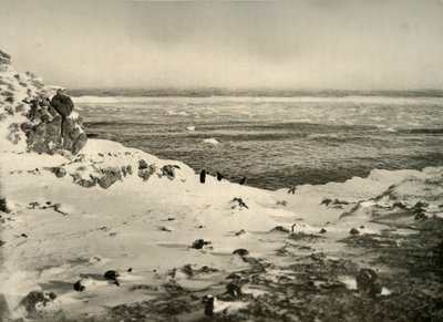 O último dos pinguins, pouco antes de sua migração, em março de 1908, 1909. de Unbekannt