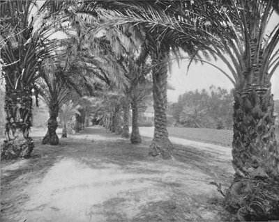 The Palms of Glenannie, Flórida, século XIX de Unbekannt