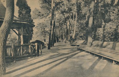 A caminhada do pinho, 1929 de Unbekannt