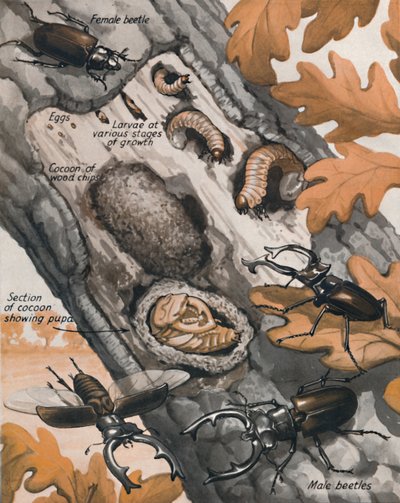 A história do maior besouro britânico, 1935 de Unbekannt