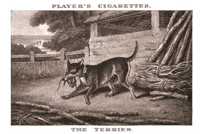 O Terrier, 1924. de Unbekannt