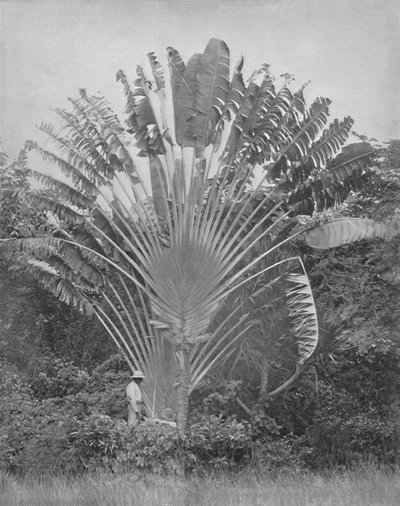 The Travellers Palm, século XIX de Unbekannt