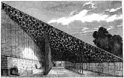 O Vinhedo em Hampton Court, século XIX de Unbekannt