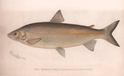 O peixe branco Coregonus Clupeiformis, c.1920s de Unbekannt