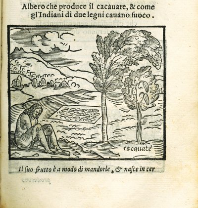 A árvore de cacau. De Historia del Mondo Nuovo por Girolamo Benzoni, 1563. de Unbekannt