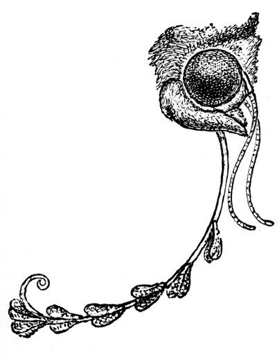 O pólen traça orquídea e sombrio Transkei de 1862 de Unbekannt