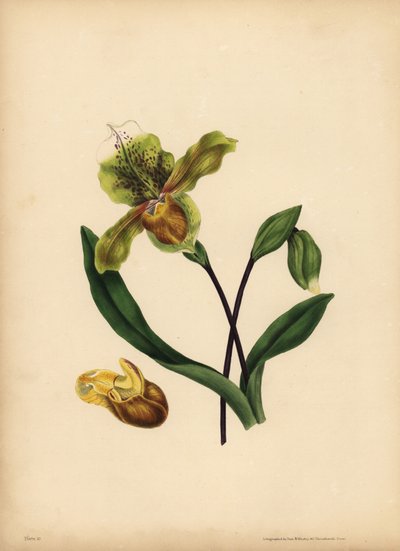 A nobre dama do escorregador, Cypripedium reginae, semelhança de Unbekannt