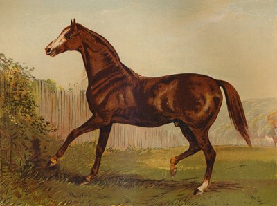 Pai puro-sangue Blair Athol, vencedor do Derby & St Leger 1864, c1879. de Unbekannt