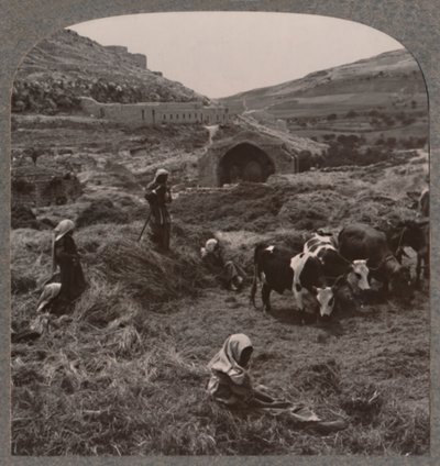 Debulha de grãos próximo a Jacobs Well, c1900 de Unbekannt