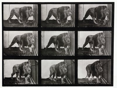 Fotografias de um leão a andar na sua gaiola de Unbekannt