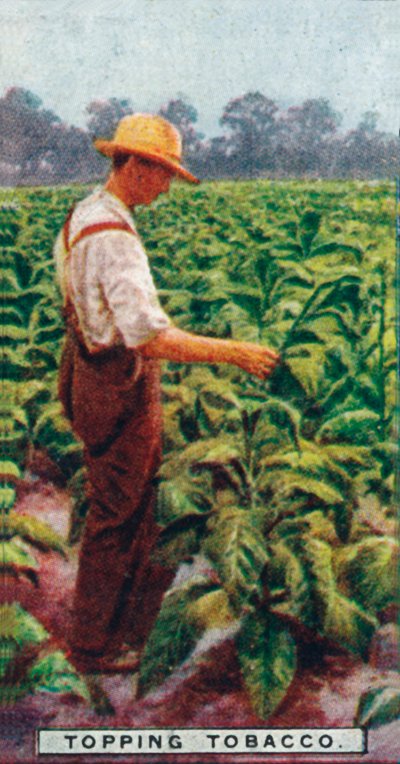 Topping Tobacco, 1926 de Unbekannt