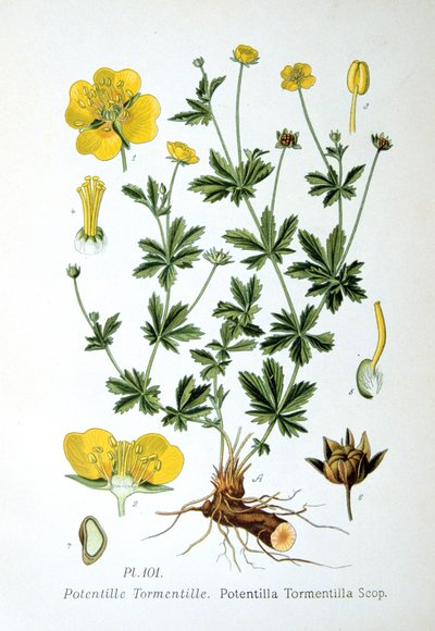 Tormentil, 1893 de Unbekannt